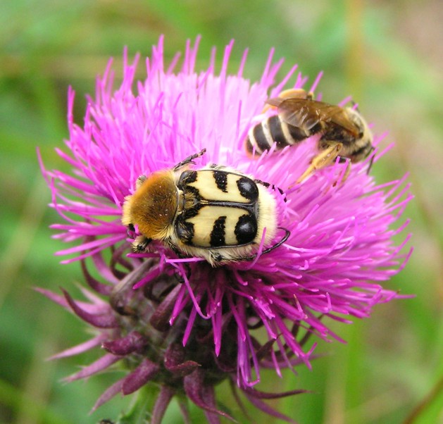 Trichius fasciatus